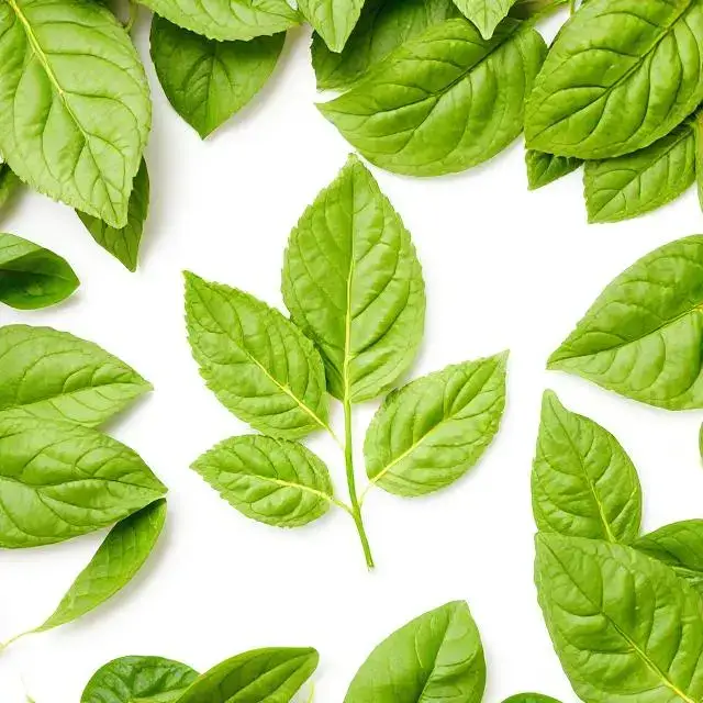Green leaves symbolizing sustainability and fresh ingredients